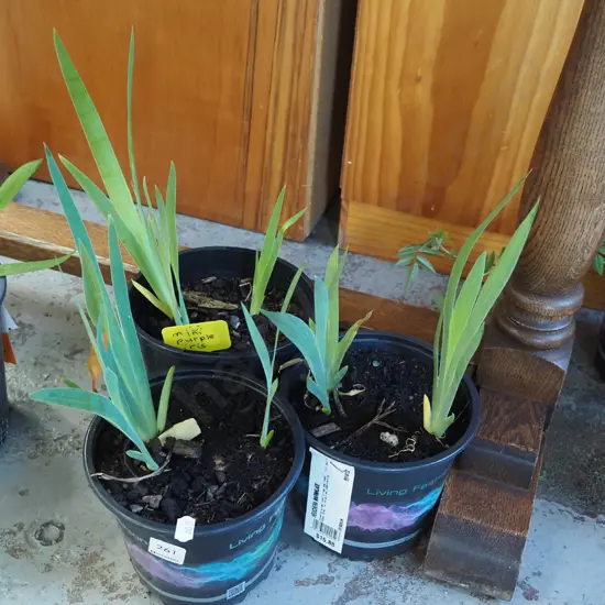 3x potted mini purple irises