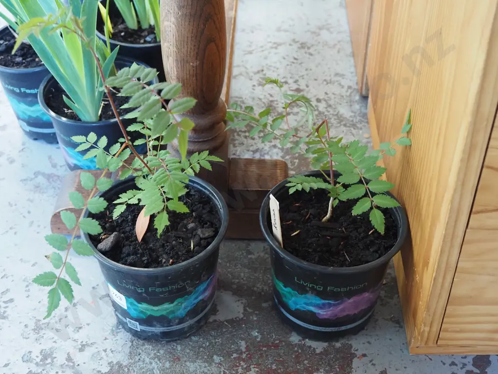 2x potted rowan trees Image 1++
