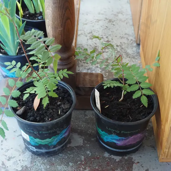 2x potted rowan trees
