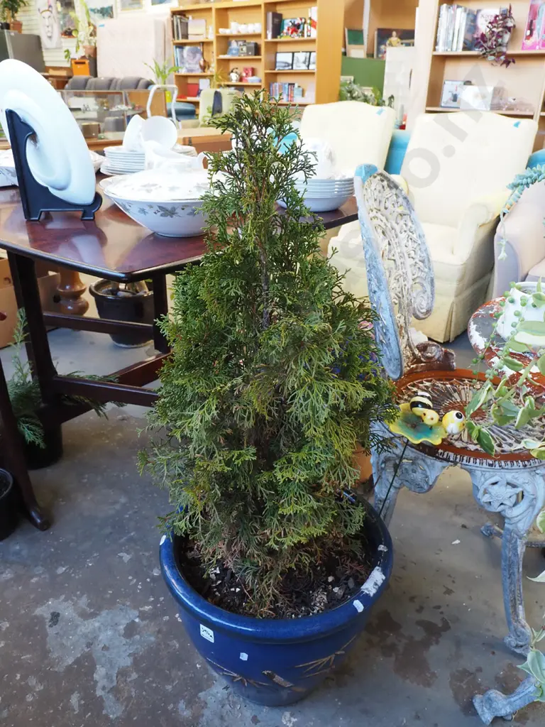 arborvitae in blue glazed planter Planter H310 Image 1++
