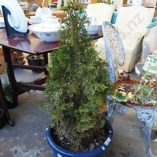 arborvitae in blue glazed planter Planter H310