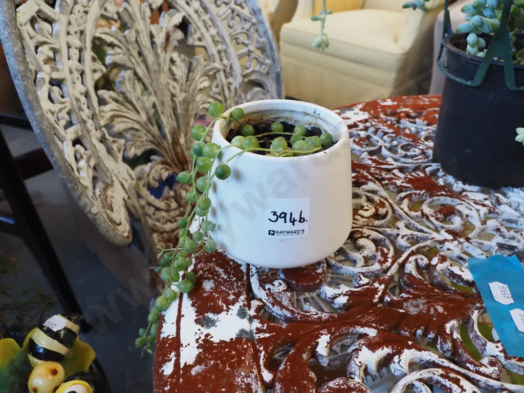 string of pearls in small ceramic planter Image 1++