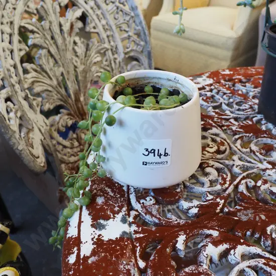 string of pearls in small ceramic planter