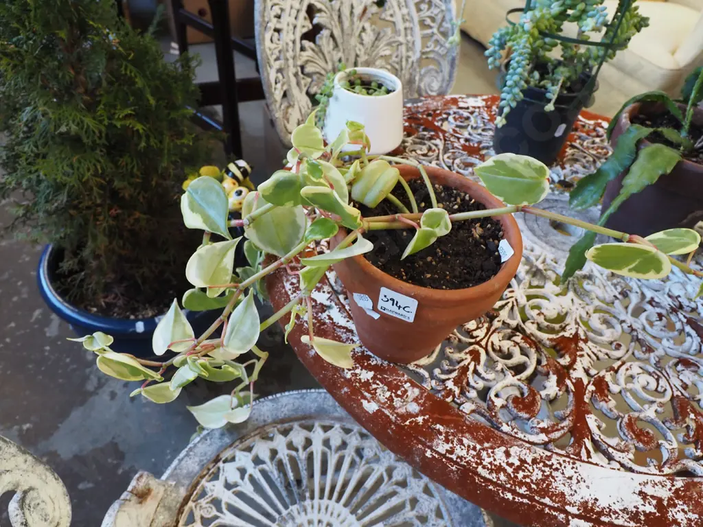peperomia in terracotta planter Image 1++