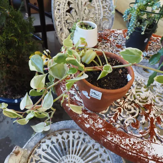 peperomia in terracotta planter