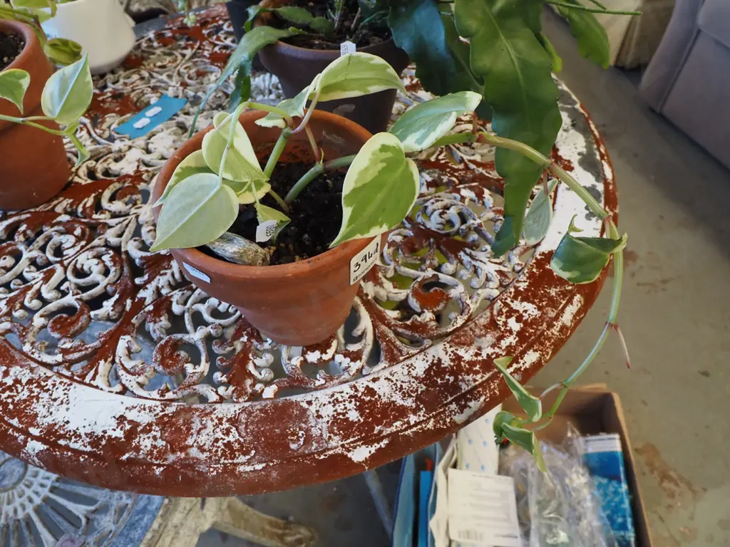 peperomia in terracotta planter Image 1++