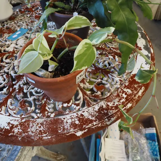 peperomia in terracotta planter