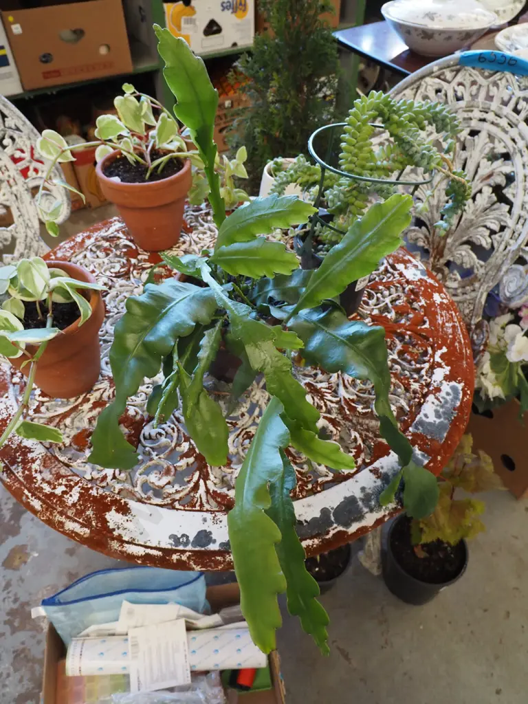 epiphyllium in terracotta planter Image 1++