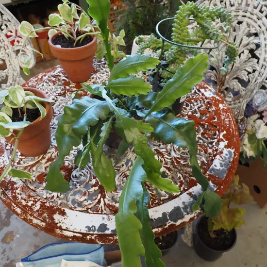 epiphyllium in terracotta planter