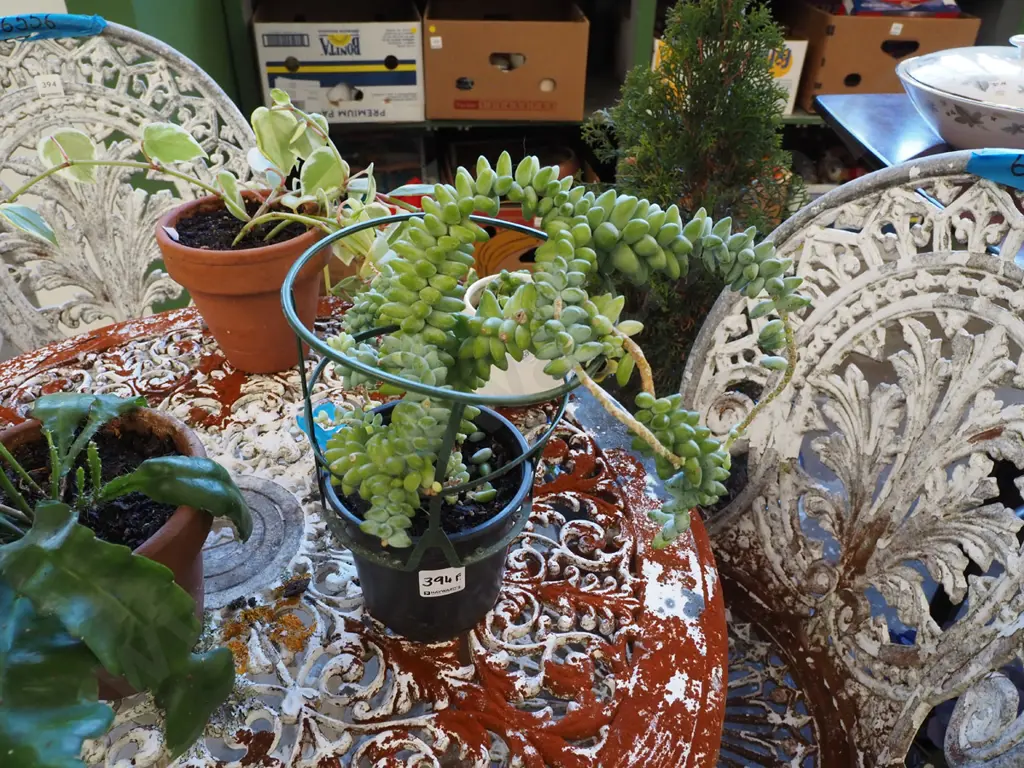 burros tail in terracotta planter Image 1++