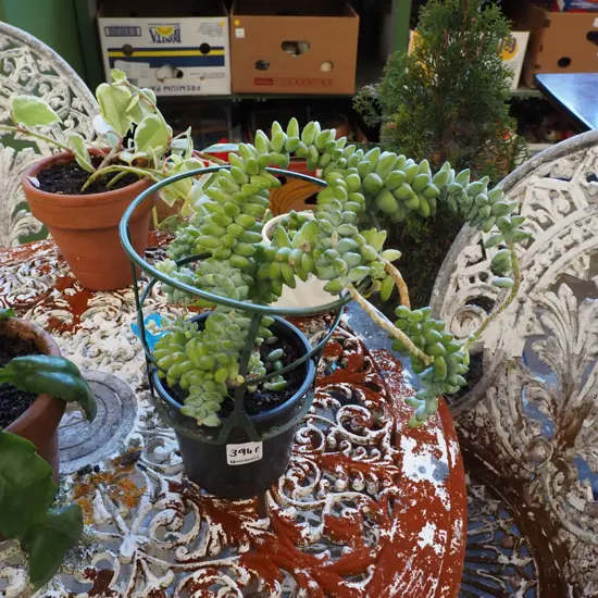 burros tail in terracotta planter