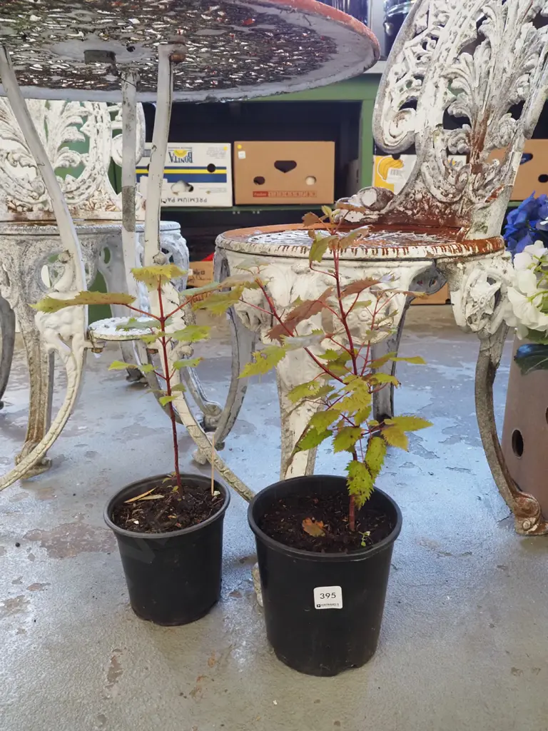 2x potted wine berries Image 1++