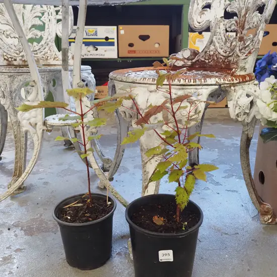 2x potted wine berries