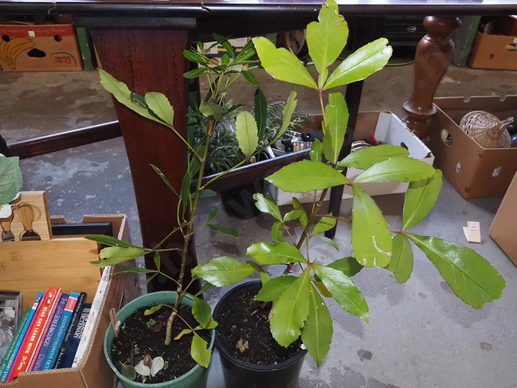 2x potted pseudopanax Image 1++