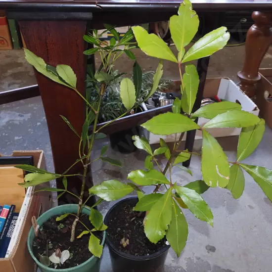 2x potted pseudopanax