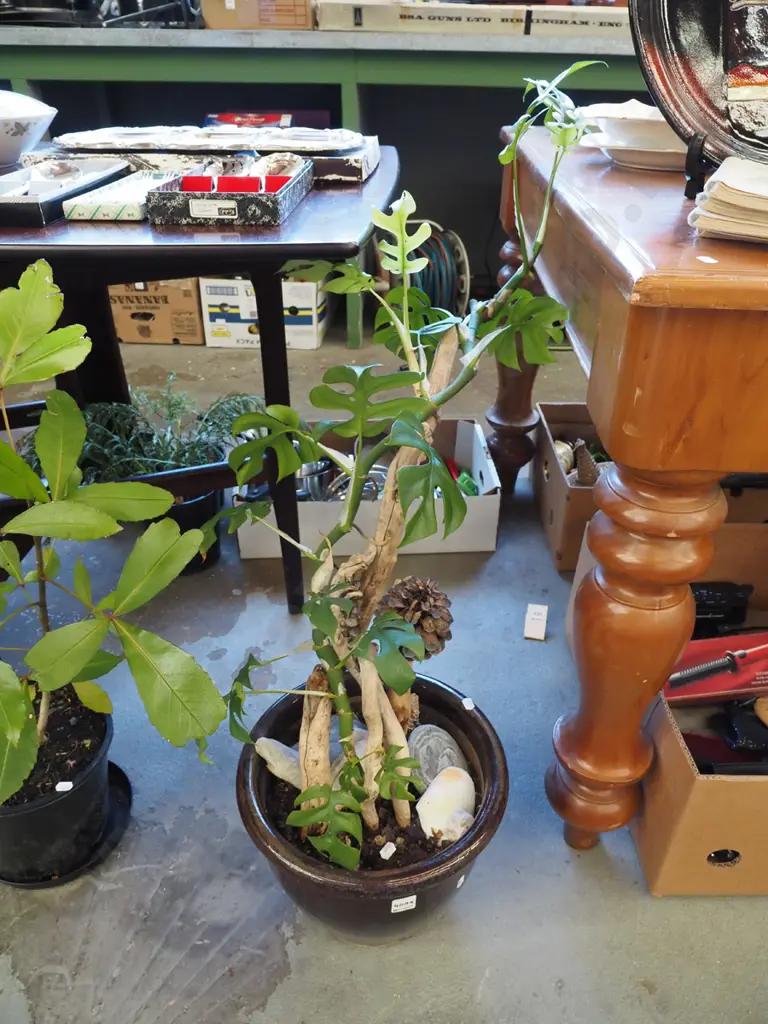 mini monstera in brown glazed planter Planter H250 Image 1++