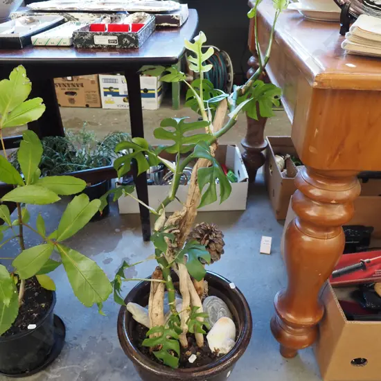 mini monstera in brown glazed planter Planter H250