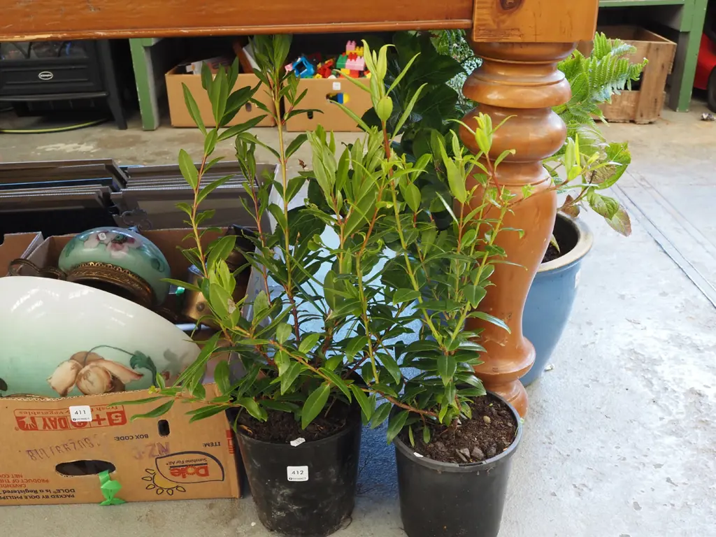 2x potted pohutukawa Image 1++