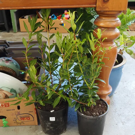 2x potted pohutukawa