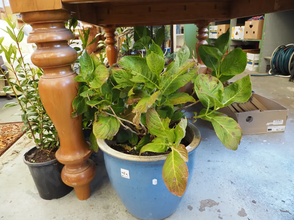 hydrangea blue glazed planter Planter H260 Image 1++