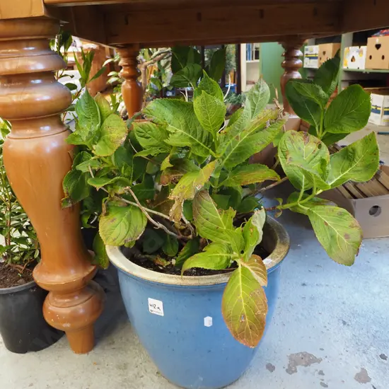 hydrangea blue glazed planter Planter H260