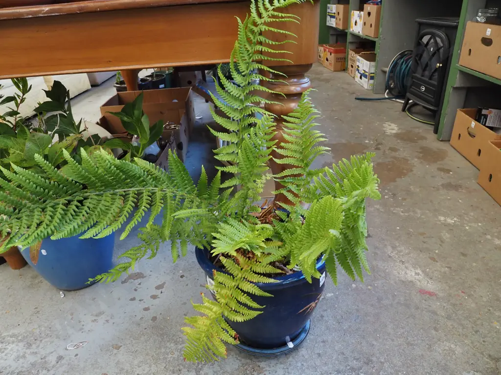 fern in blue glazed planter Planter H260 Image 1++