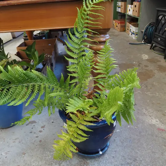 fern in blue glazed planter Planter H260