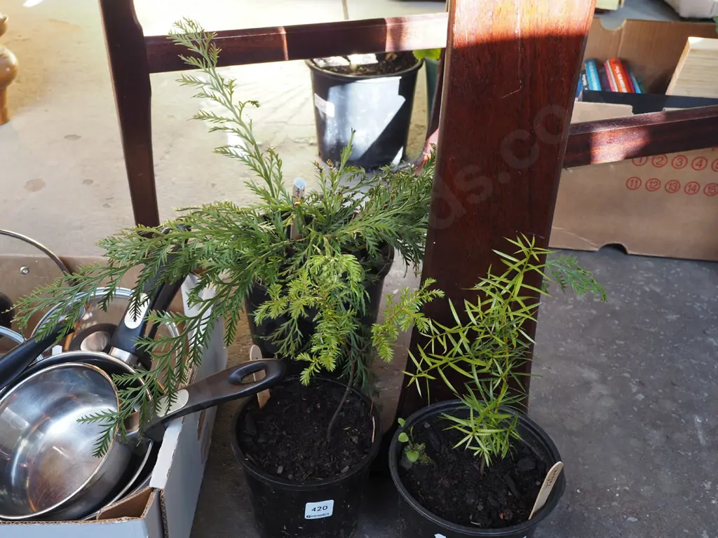 potted hen and chicken fern, miro, totara Image 1++