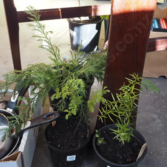 potted hen and chicken fern, miro, totara