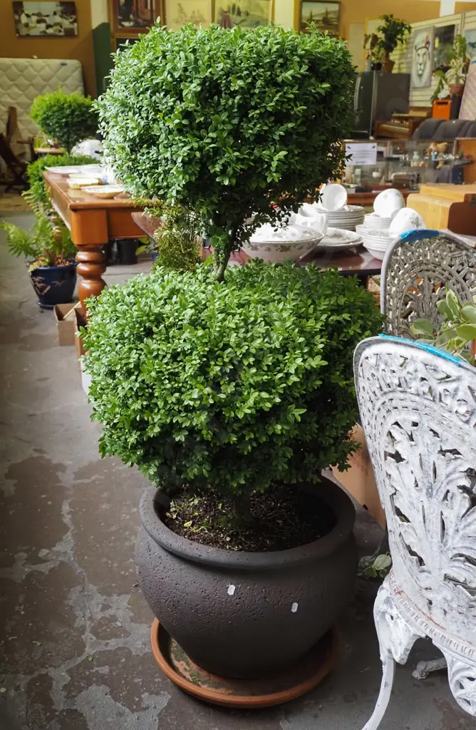 buxus in composite planter Total H1250 Image 1++
