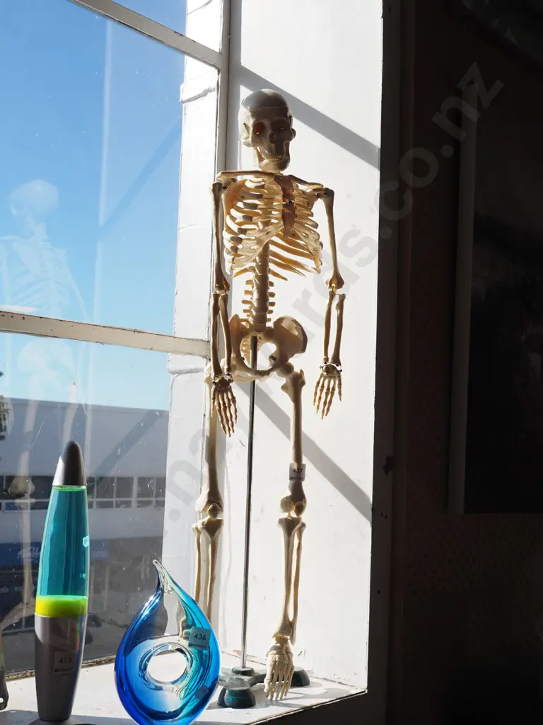 plastic skeleton on stand H820 Image 1++