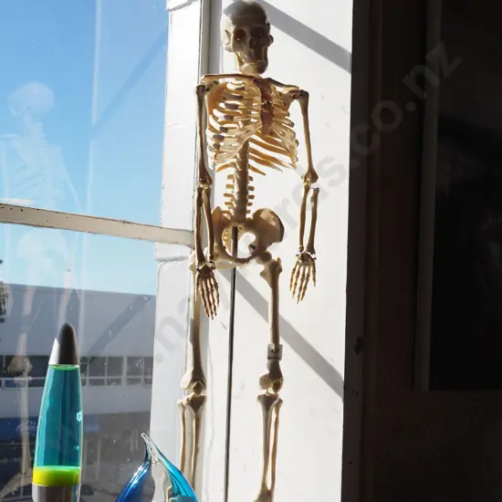 plastic skeleton on stand H820