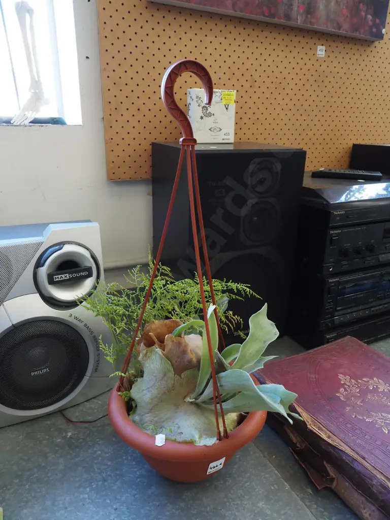 staghorn fern and other plant in plastic hanging planter  Image 1++