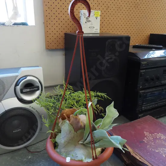 staghorn fern and other plant in plastic hanging planter 