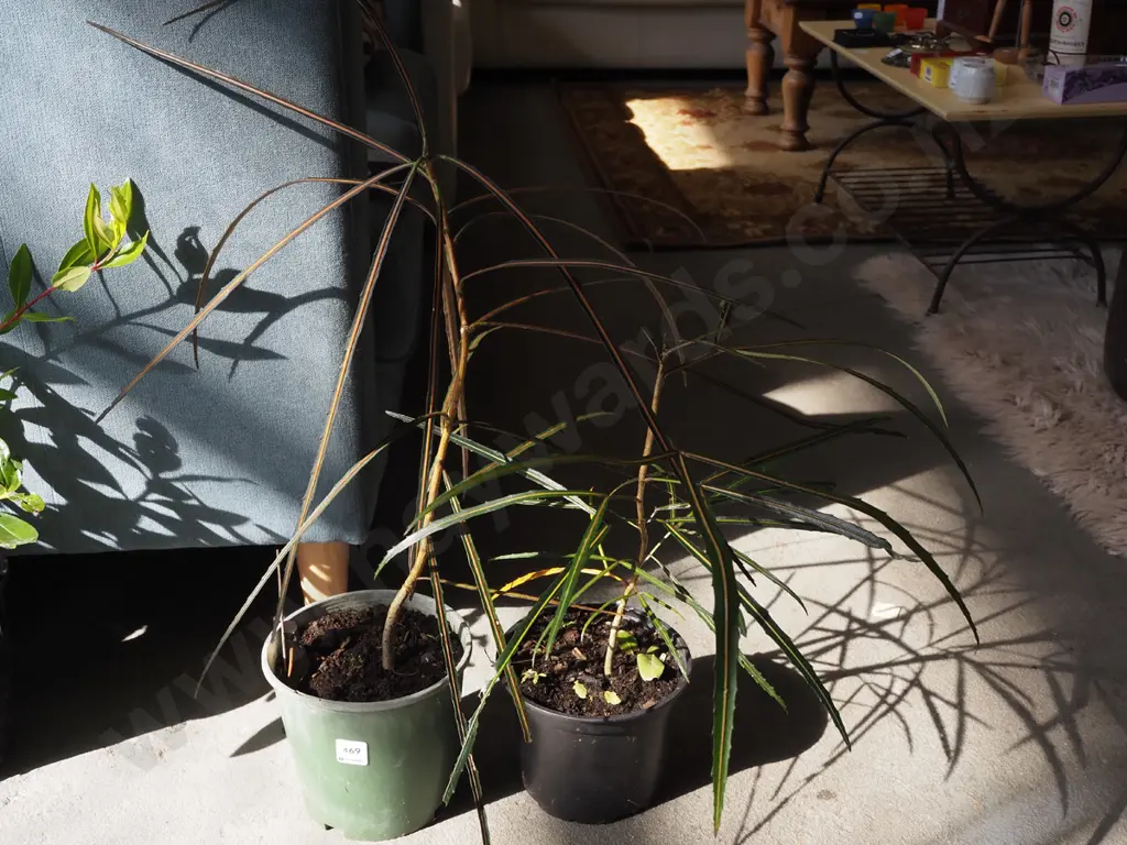 2x potted lancewoods Image 1++