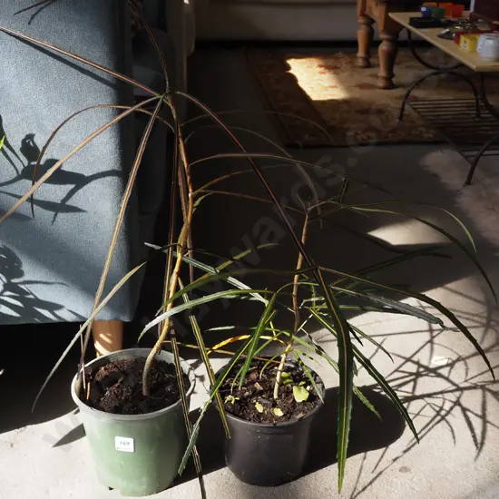 2x potted lancewoods