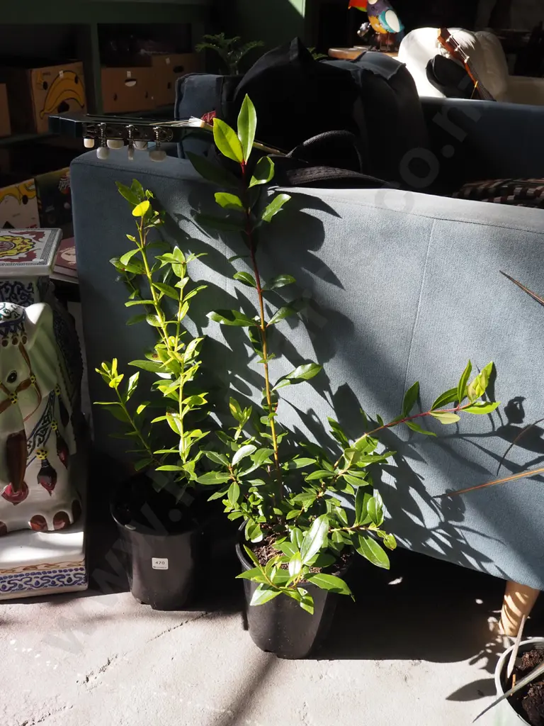 2x potted pohutukawa Image 1++