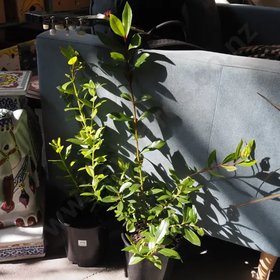 2x potted pohutukawa