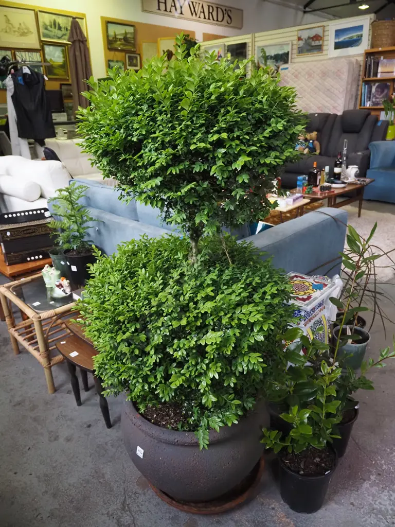 buxus in composite planter Total H1250 Image 1++
