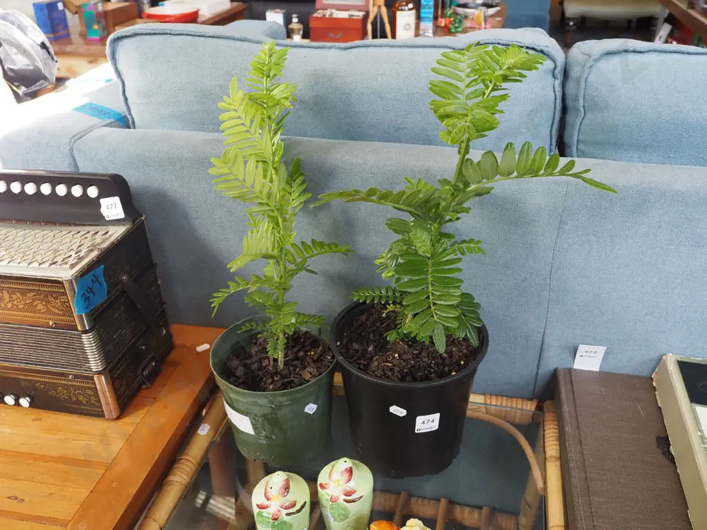 2x potted kaka beaks Image 1++