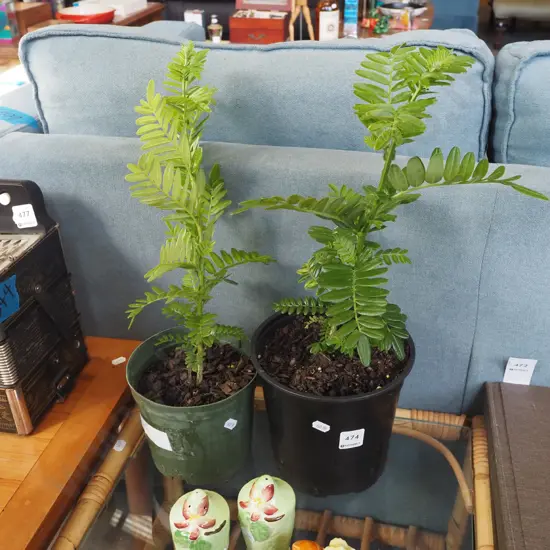 2x potted kaka beaks