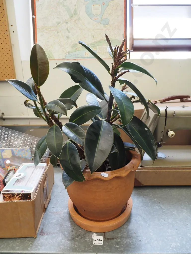 ficus in terracotta planter Total H500 Image 1++