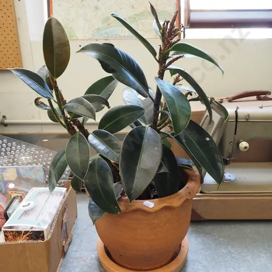 ficus in terracotta planter Total H500