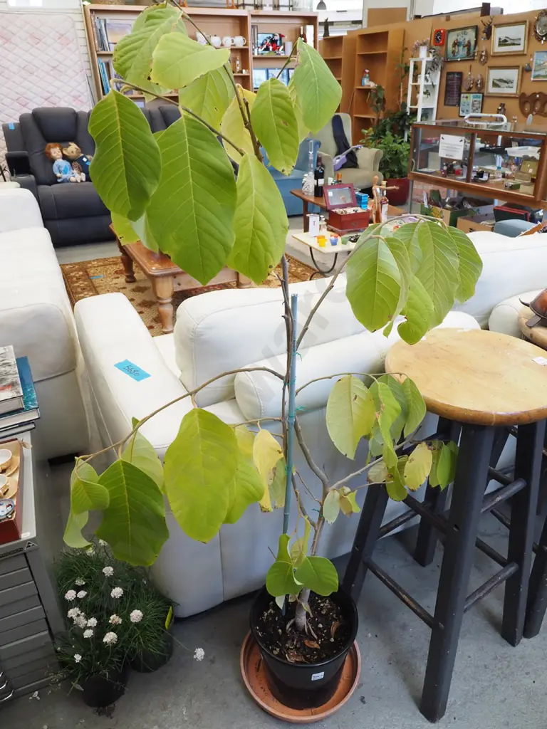 cherimoya in plastic planter Total H1350 Image 1++