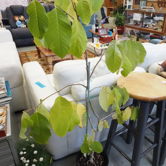 cherimoya in plastic planter Total H1350