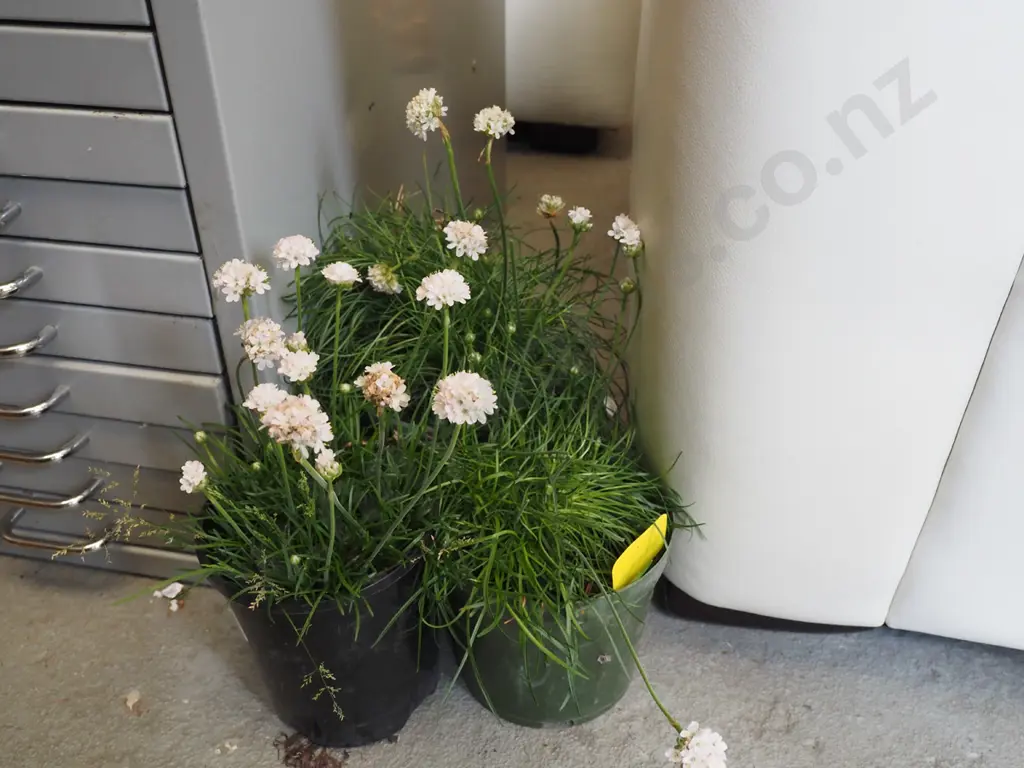 3x potted white flowering ameria Image 1++