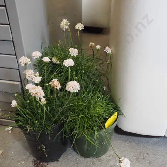 3x potted white flowering ameria
