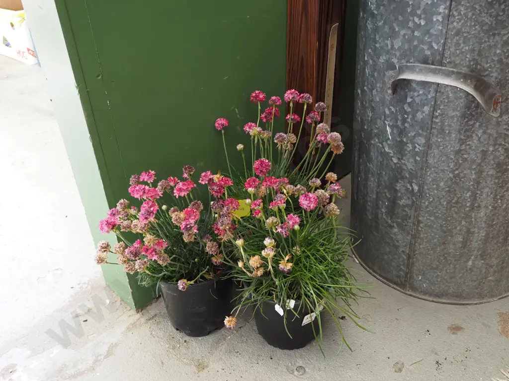 3x potted pinnk flowering ameria Image 1++