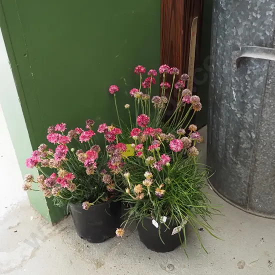 3x potted pinnk flowering ameria