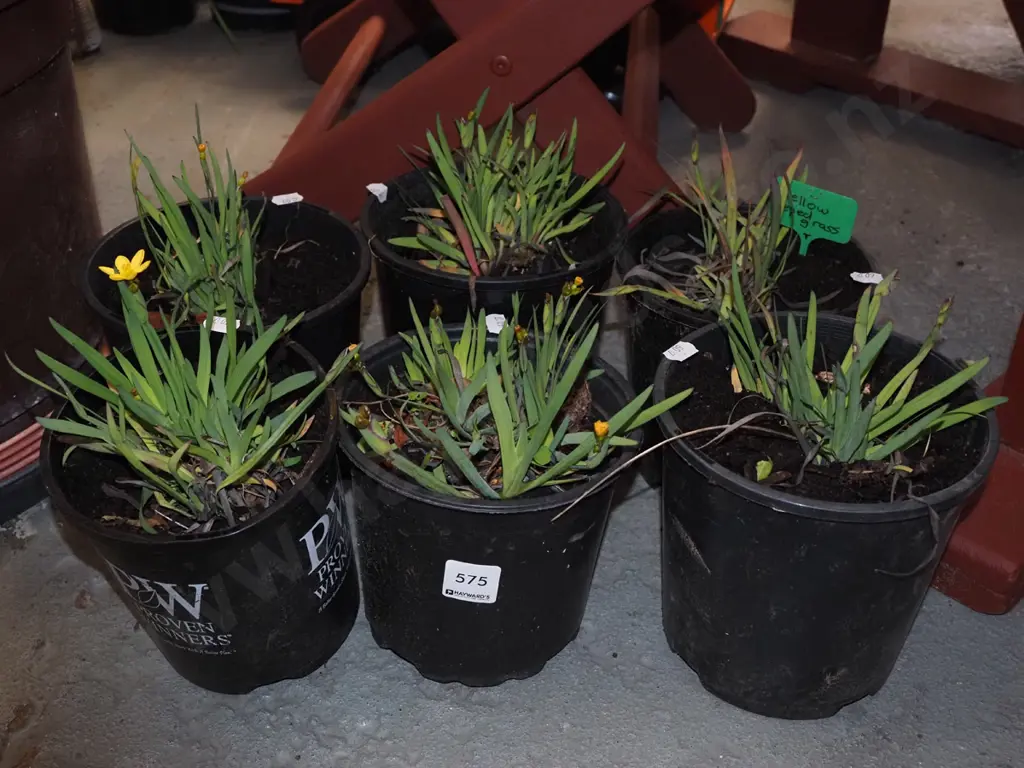 6x potted yellow eyed grasses Image 1++